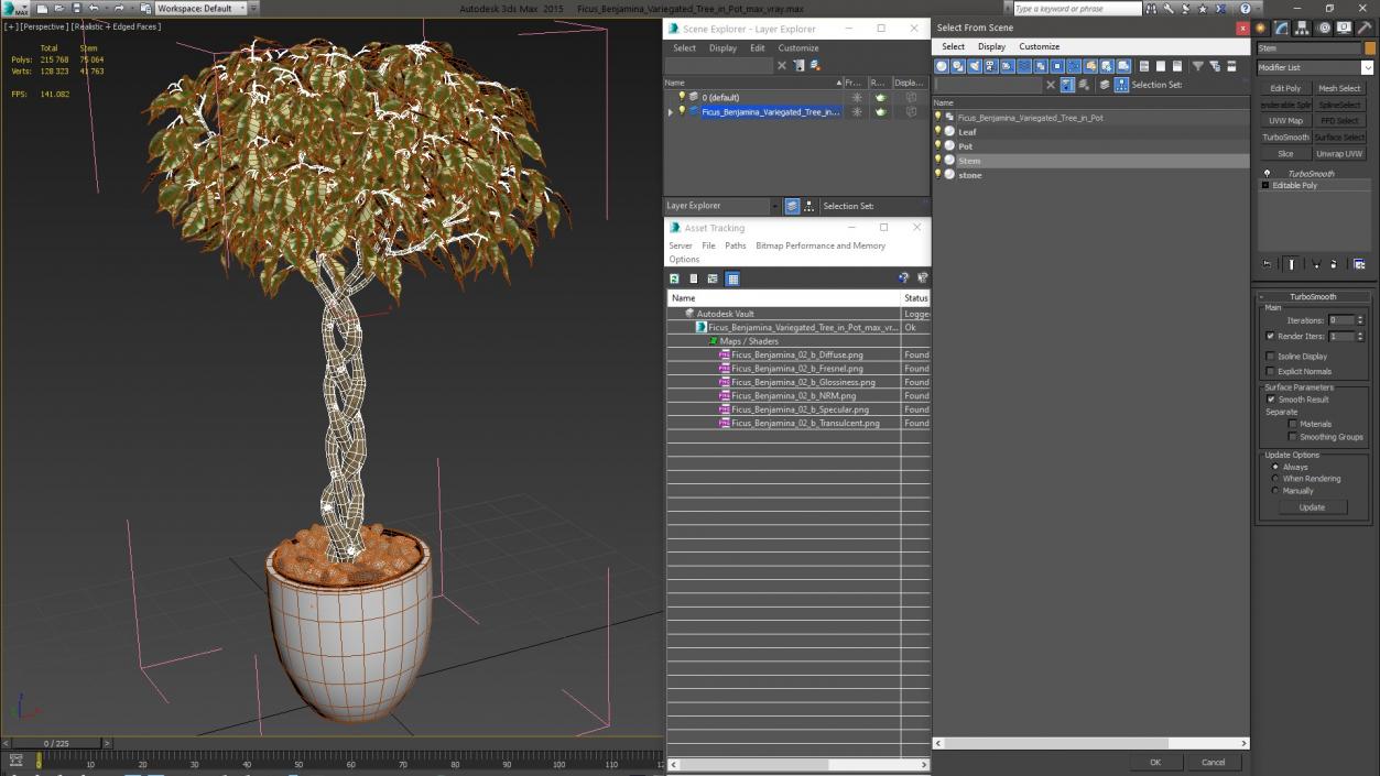 3D Ficus Benjamina Variegated Tree in Pot model