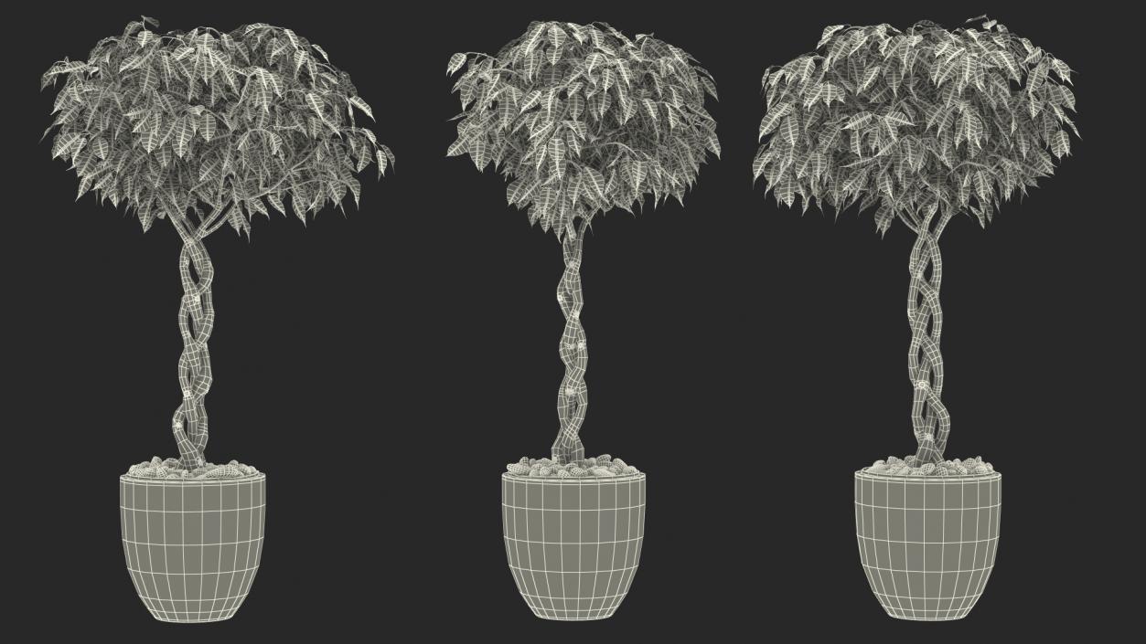 3D Ficus Benjamina Variegated Tree in Pot model