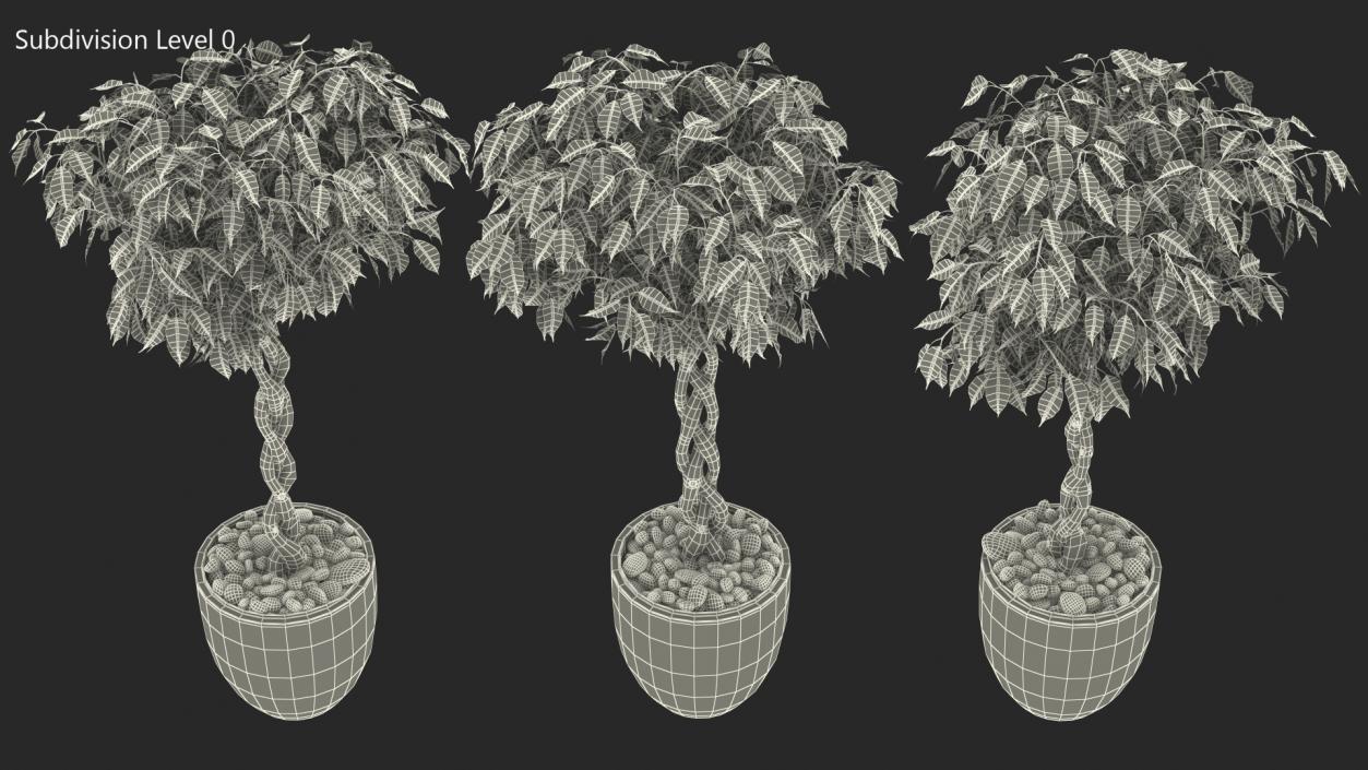 3D Ficus Benjamina Variegated Tree in Pot model