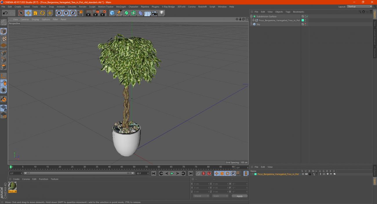 3D Ficus Benjamina Variegated Tree in Pot model