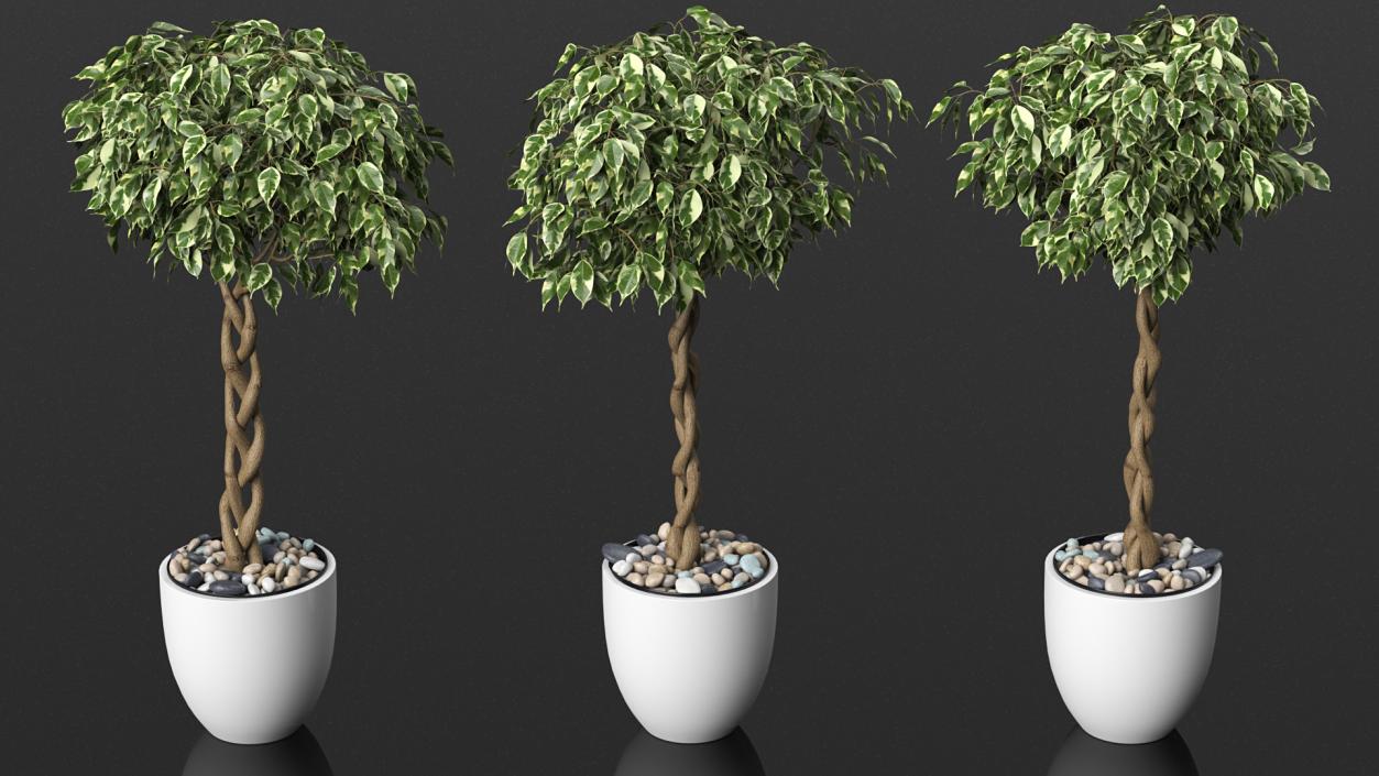 3D Ficus Benjamina Variegated Tree in Pot model