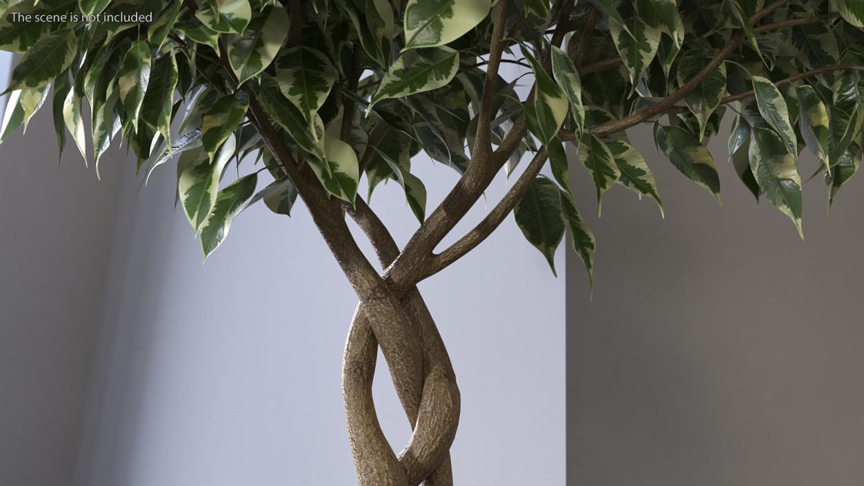 3D Ficus Benjamina Variegated Tree in Pot model