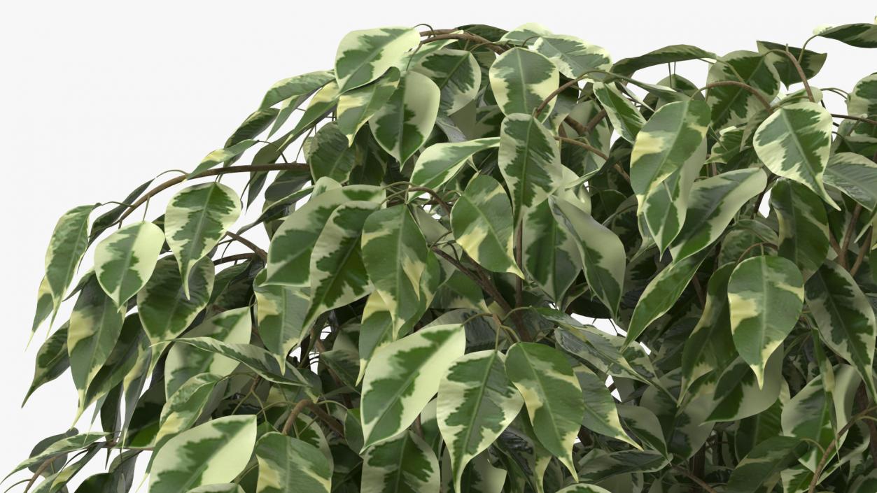 3D Ficus Benjamina Variegated Tree in Pot model