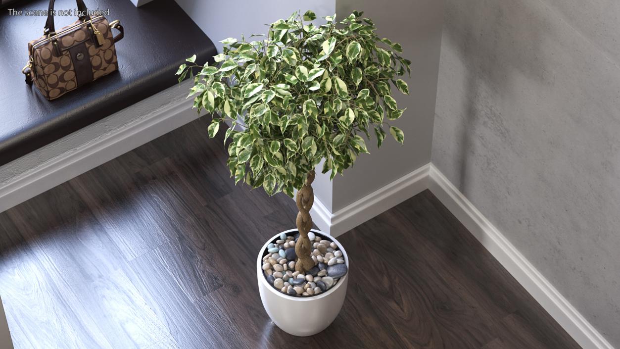 3D Ficus Benjamina Variegated Tree in Pot model