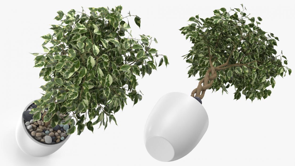 3D Ficus Benjamina Variegated Tree in Pot model