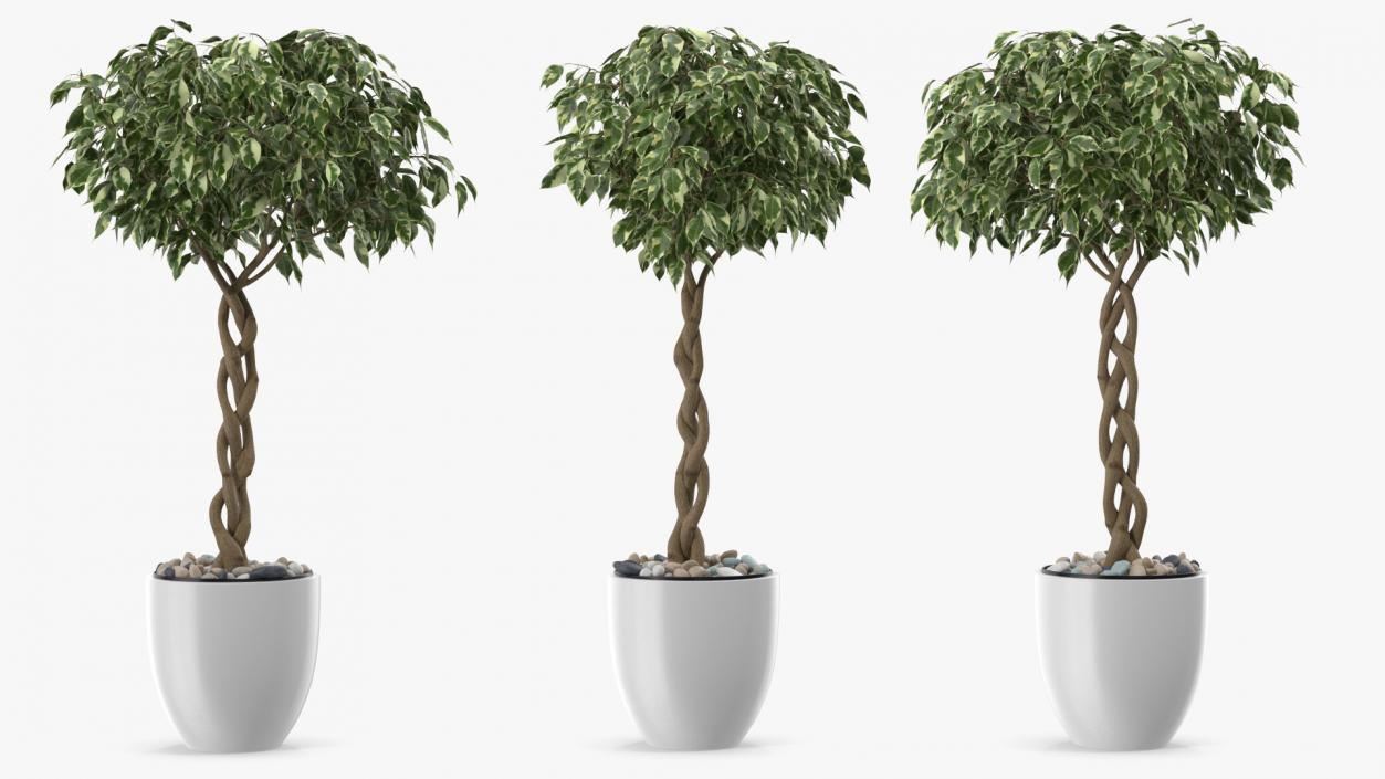 3D Ficus Benjamina Variegated Tree in Pot model