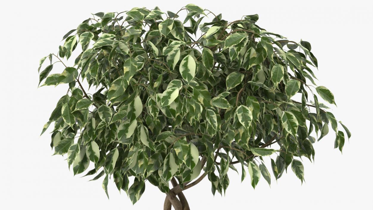 3D Ficus Benjamina Variegated Tree in Pot model