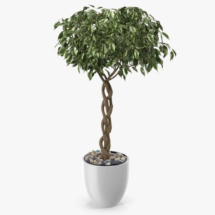 3D Ficus Benjamina Variegated Tree in Pot model