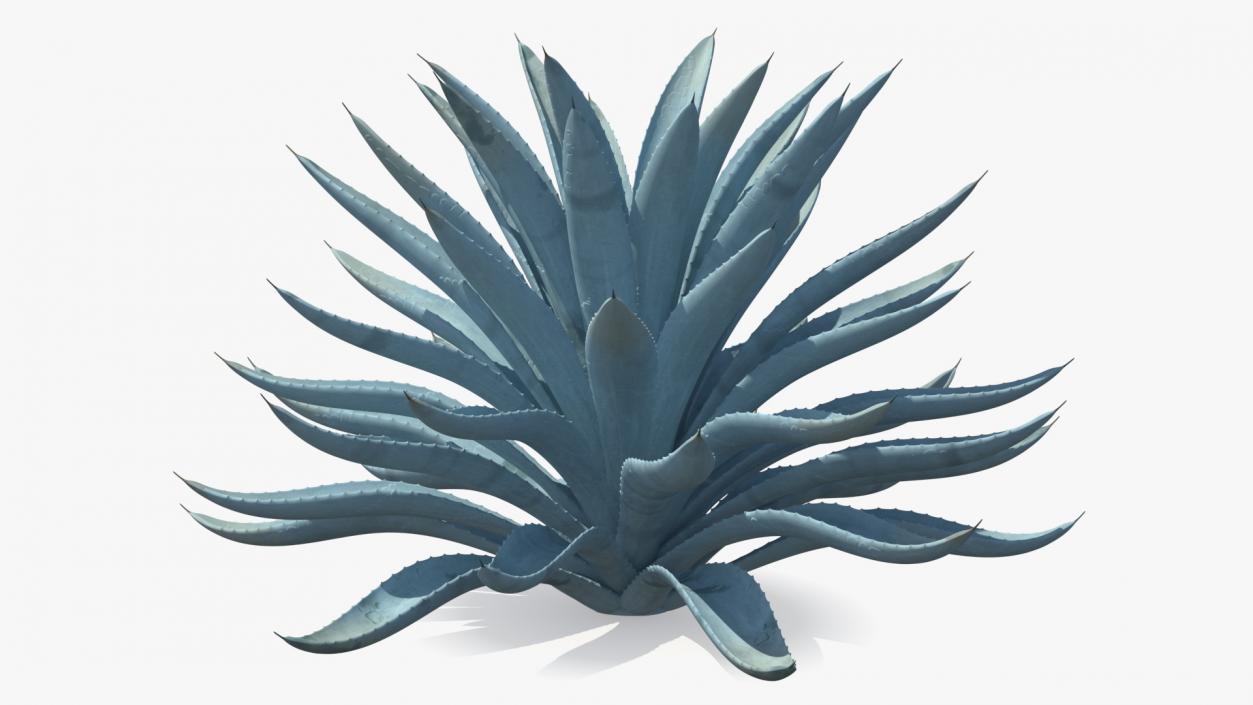 3D Big Agave Tequilana Blue Agave Plant