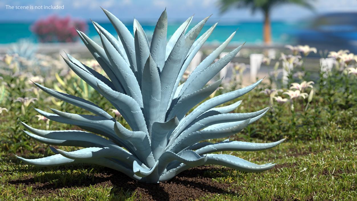 3D Big Agave Tequilana Blue Agave Plant