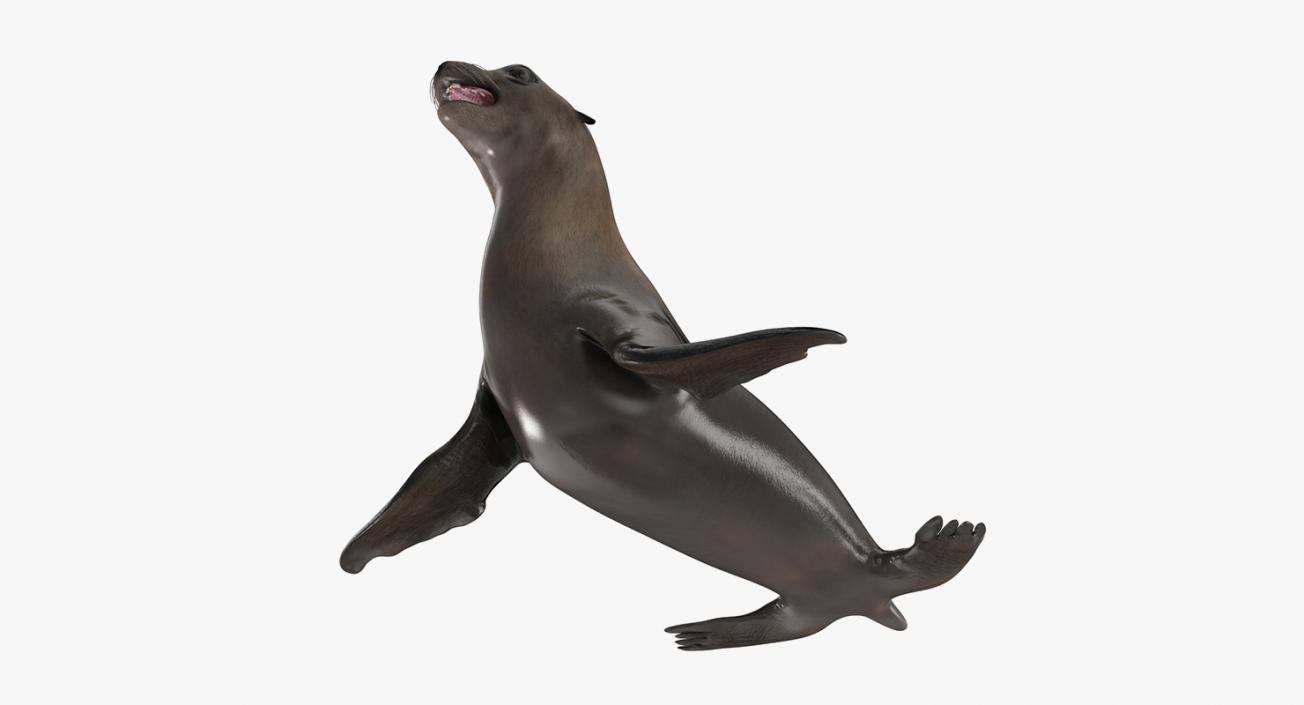 Marine Mammals Collection 3 3D