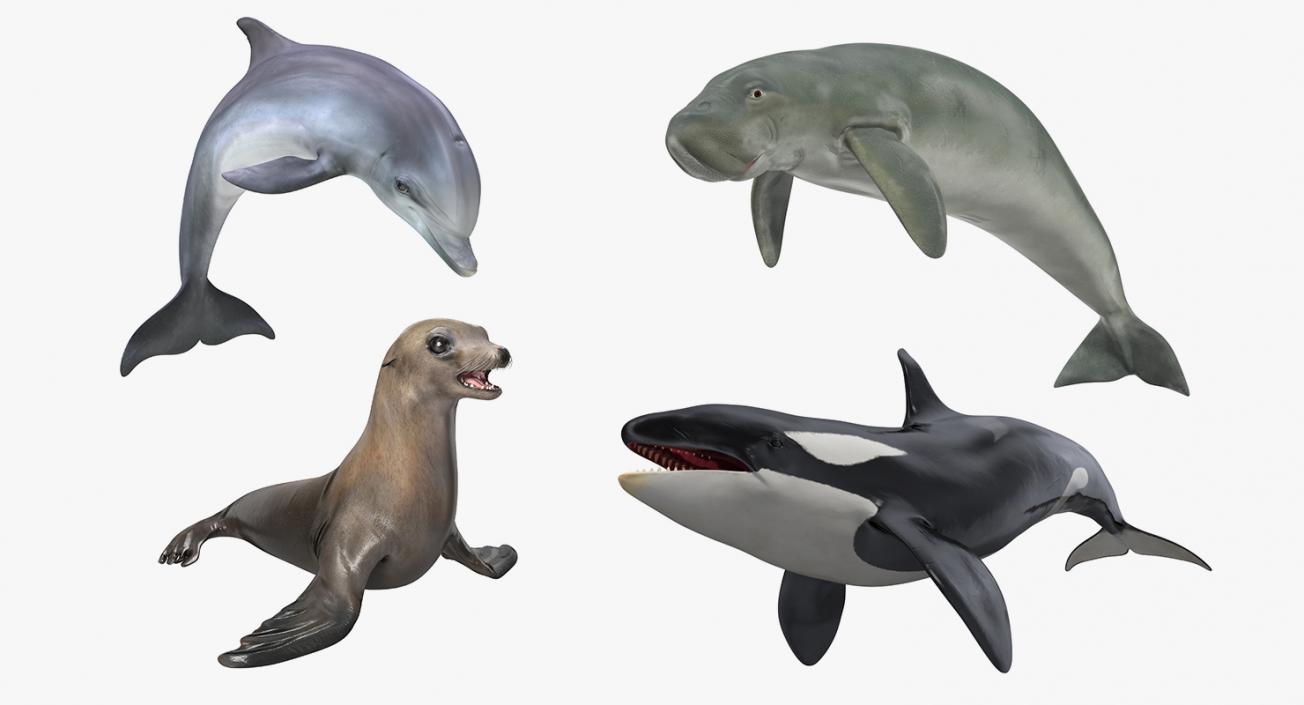 Marine Mammals Collection 3 3D