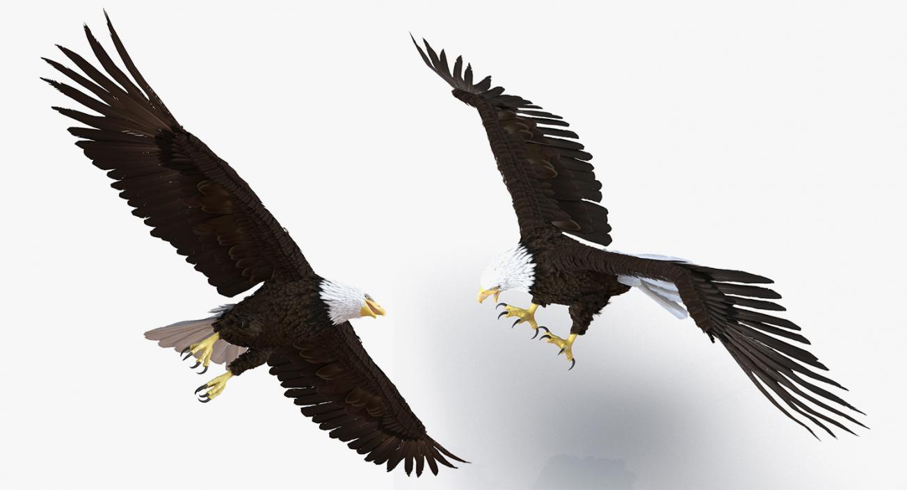 3D Rigged Eagles Collection 2