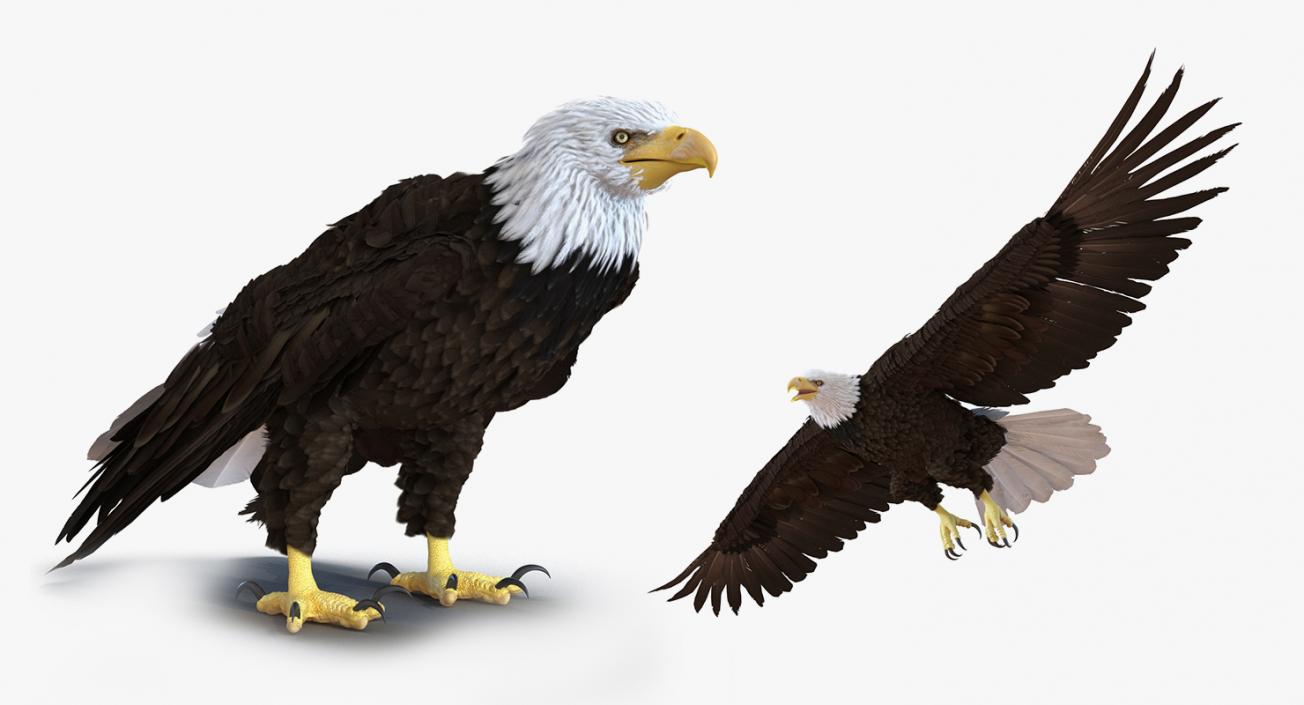 3D Rigged Eagles Collection 2