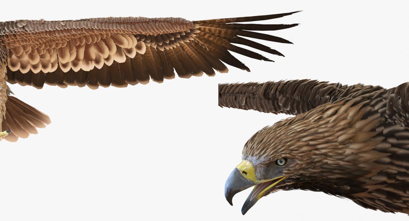 3D Rigged Eagles Collection 2