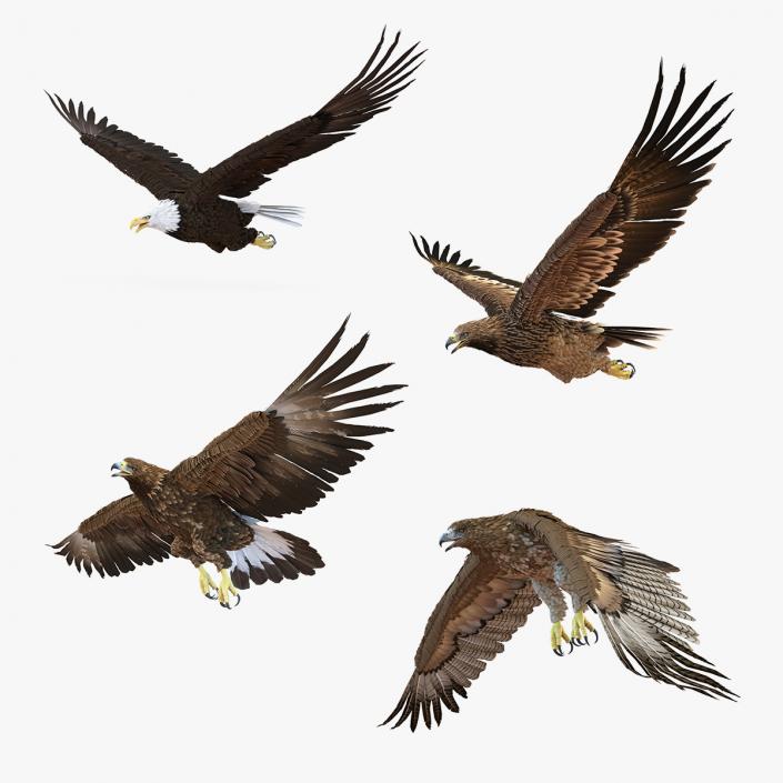 3D Rigged Eagles Collection 2