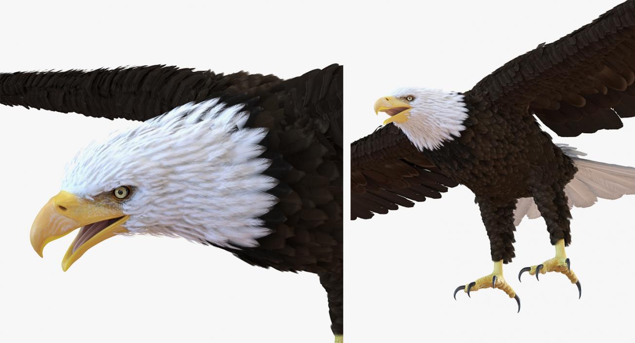 3D Rigged Eagles Collection 2