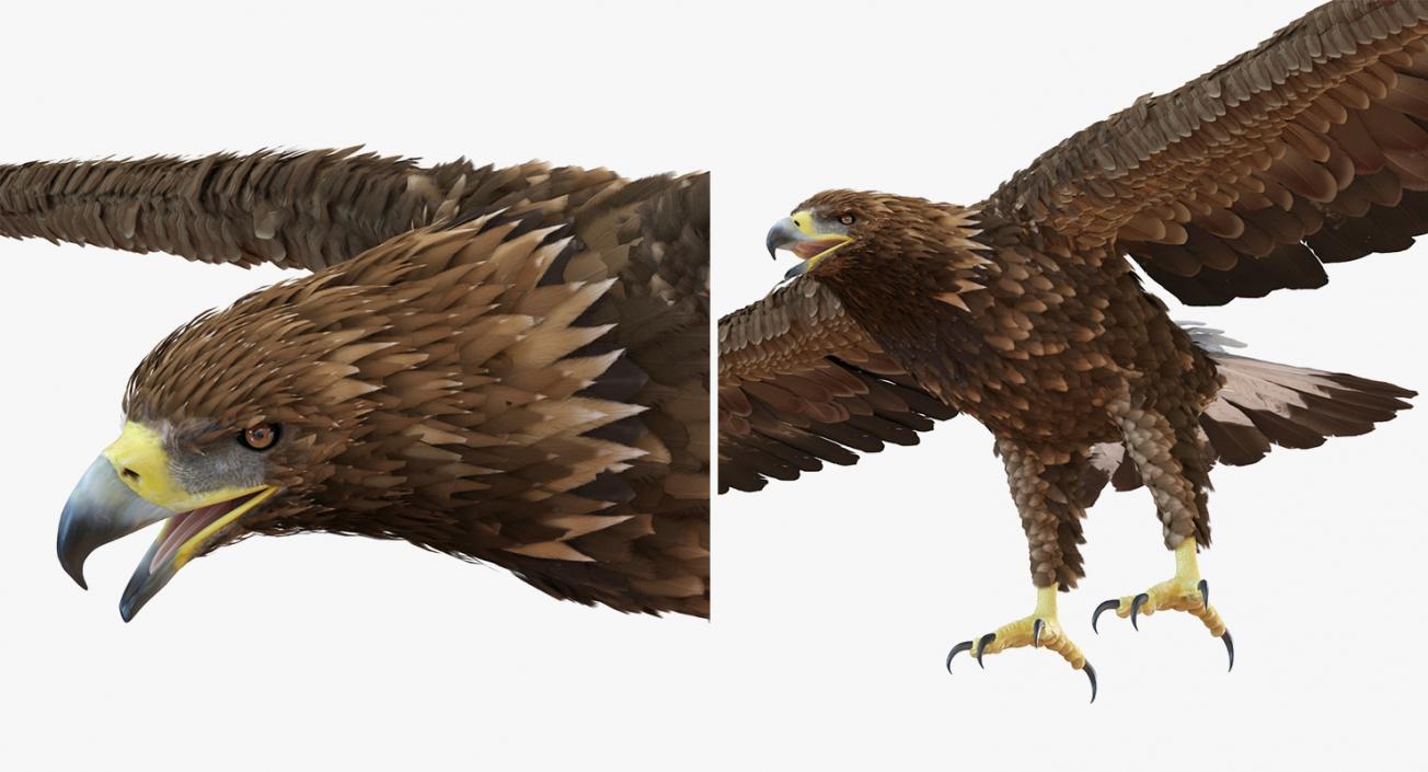 3D Rigged Eagles Collection 2