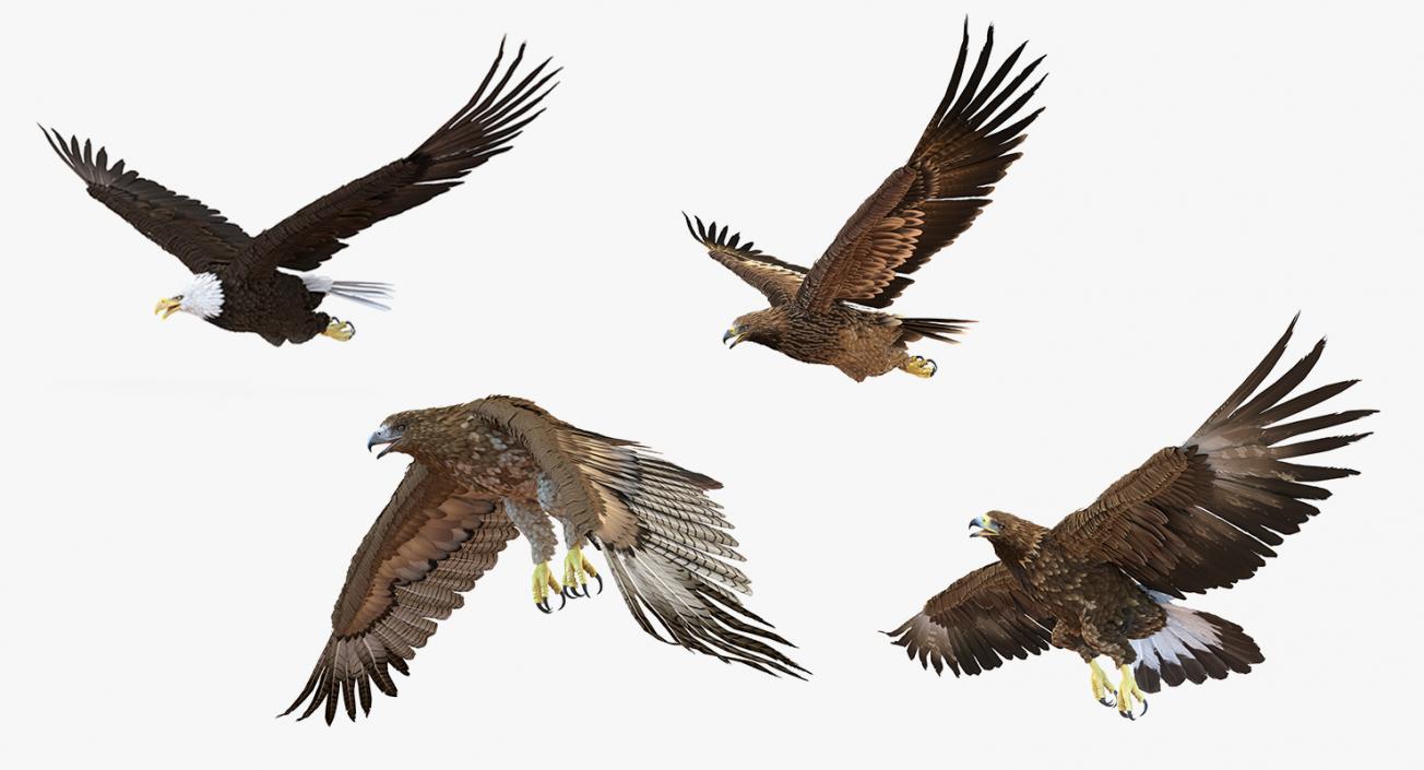 3D Rigged Eagles Collection 2