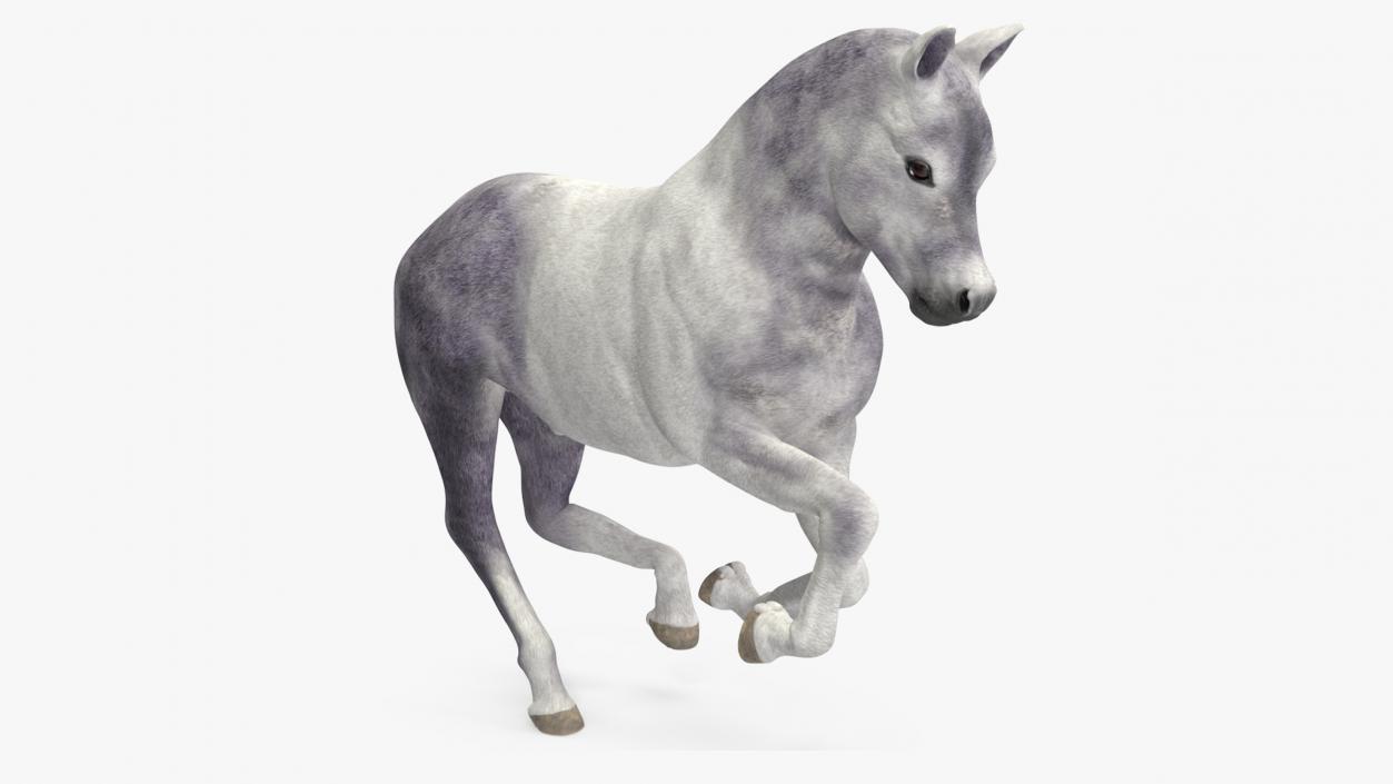 3D model Shetland Pony White Rigged for Cinema 4D