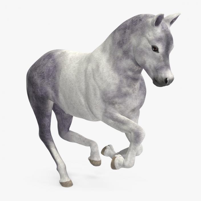 3D model Shetland Pony White Rigged for Cinema 4D