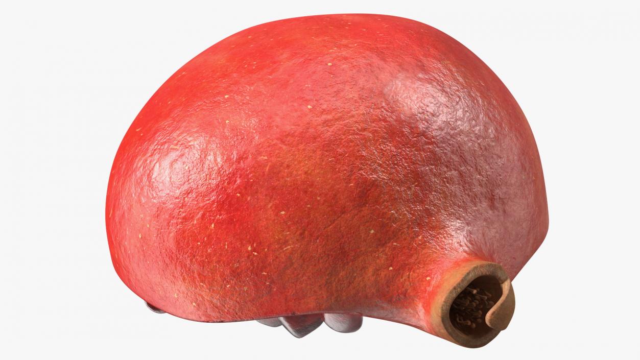 3D model Pomegranate Red Fruit Cross Section