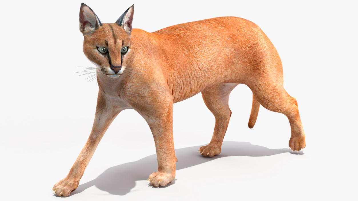 Caracal Rigged 3D model