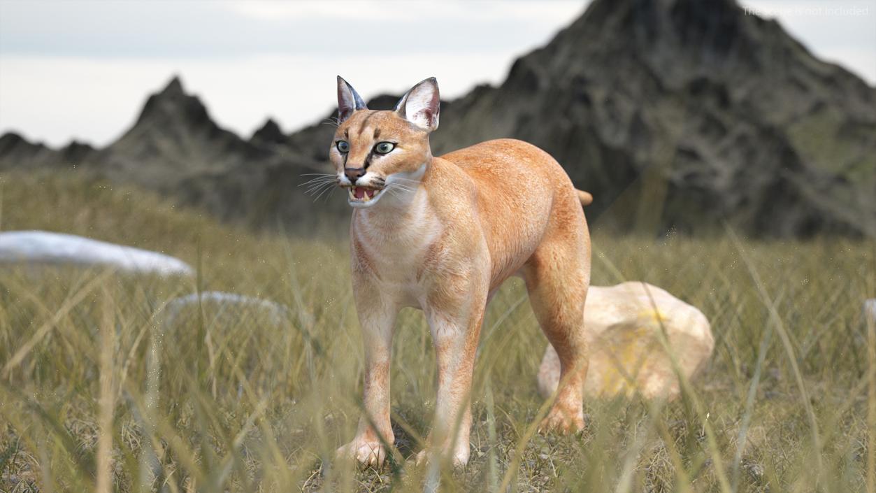 Caracal Rigged 3D model