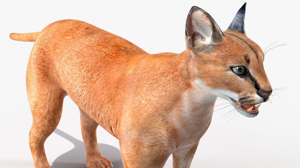 Caracal Rigged 3D model