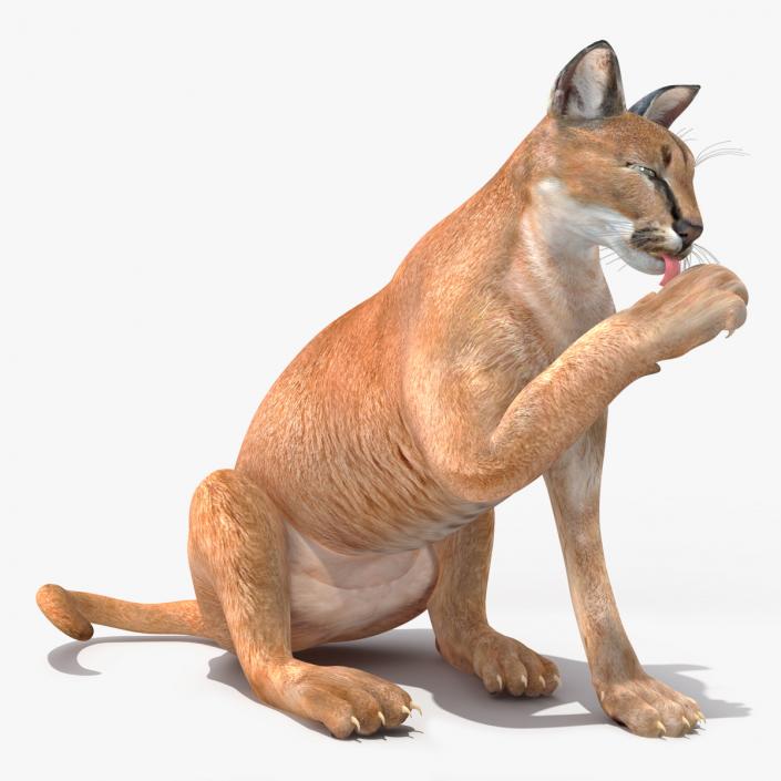 Caracal Rigged 3D model