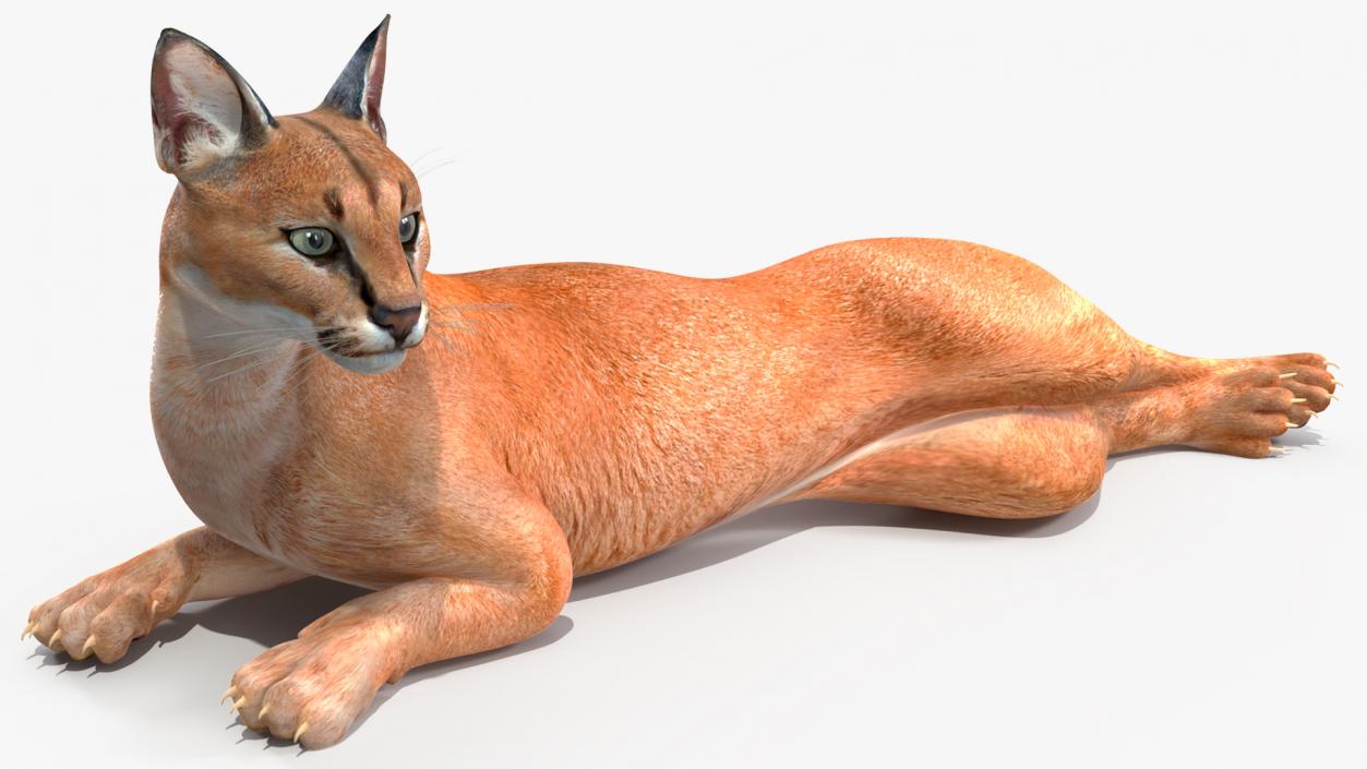 Caracal Rigged 3D model