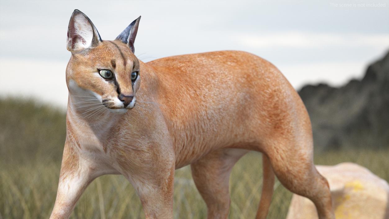 Caracal Rigged 3D model