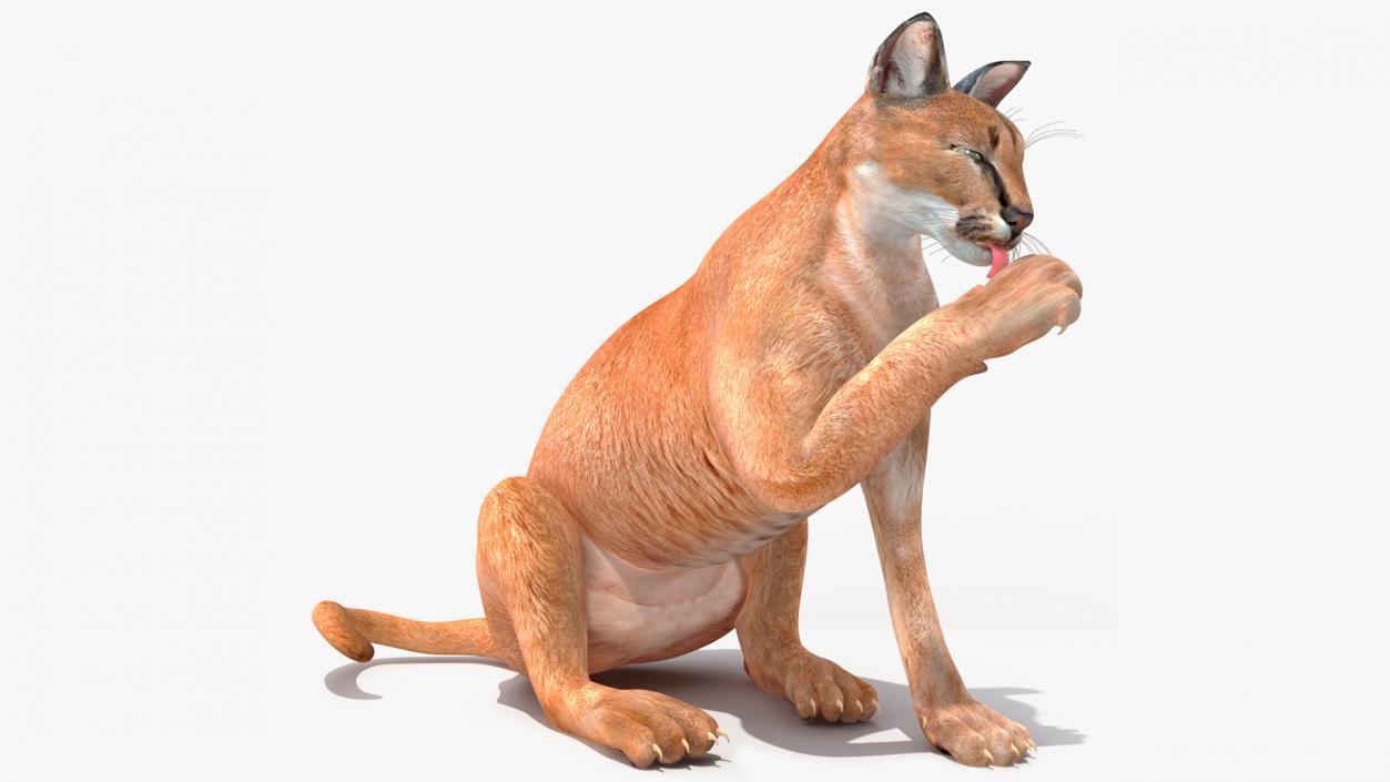 Caracal Rigged 3D model