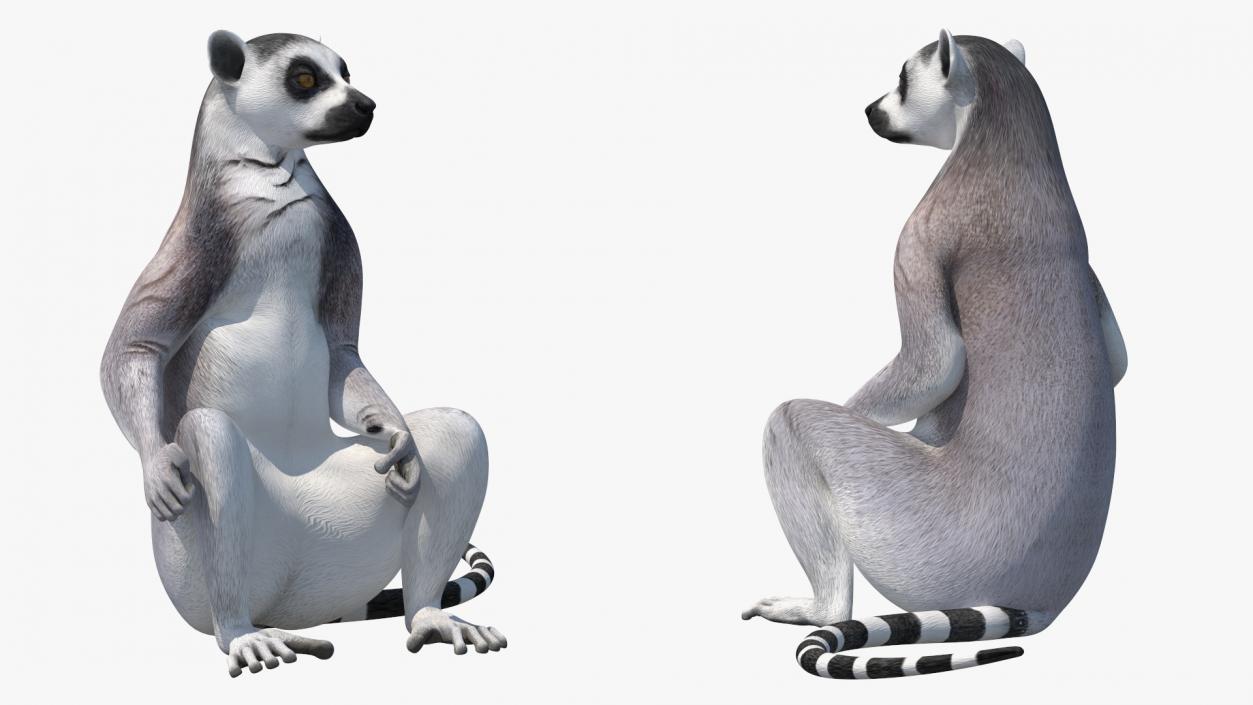 3D Lemur Catta Sitting Straight model