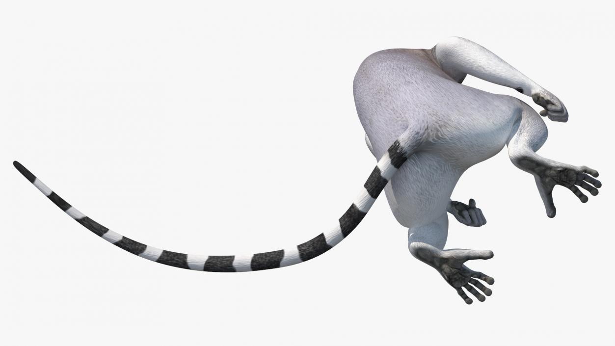 3D Lemur Catta Sitting Straight model