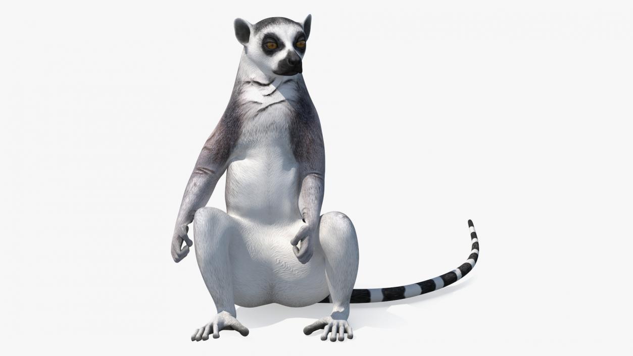 3D Lemur Catta Sitting Straight model