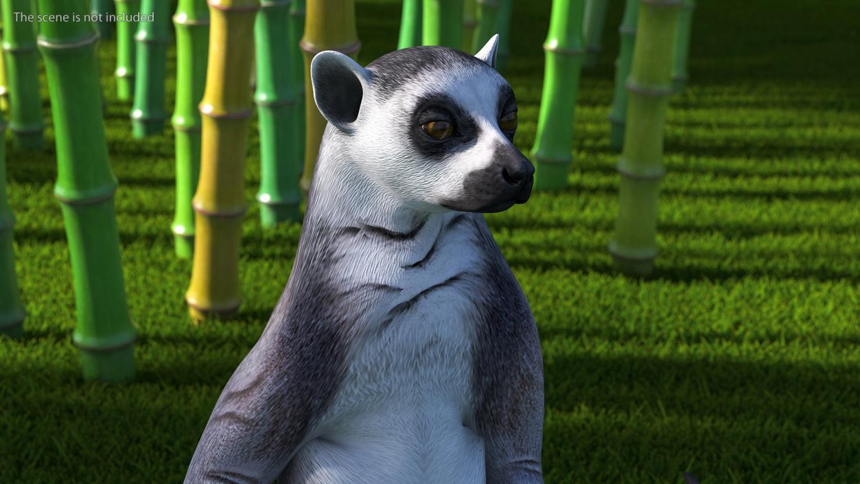 3D Lemur Catta Sitting Straight model