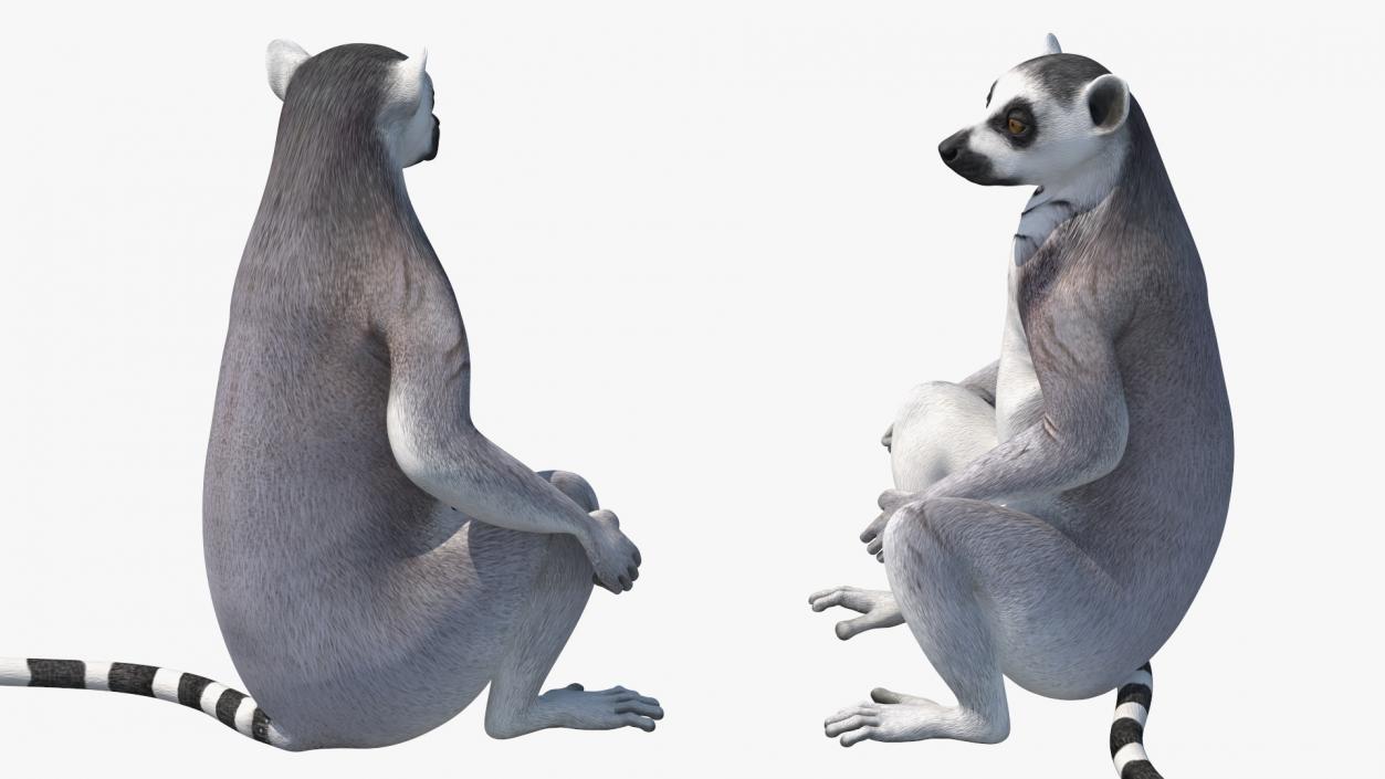 3D Lemur Catta Sitting Straight model