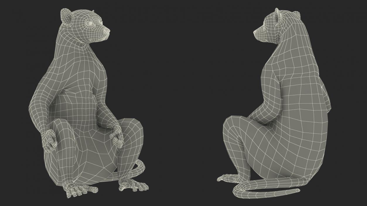 3D Lemur Catta Sitting Straight model