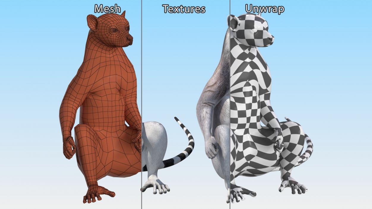 3D Lemur Catta Sitting Straight model