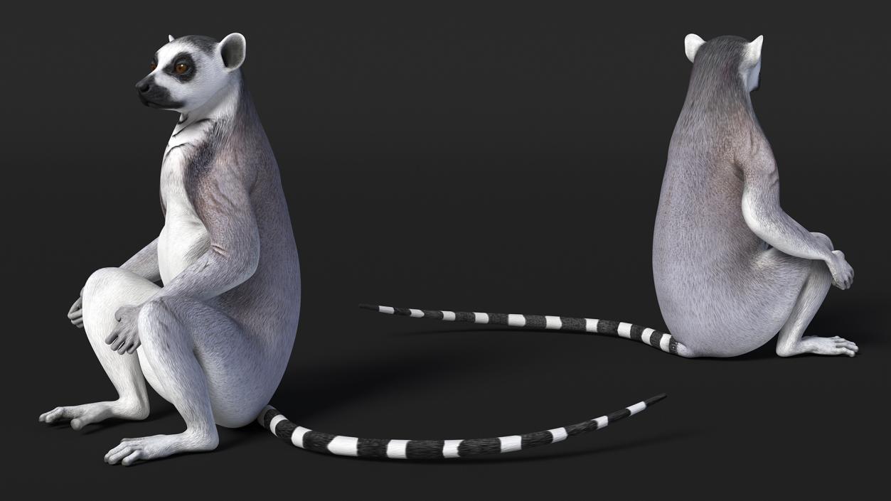 3D Lemur Catta Sitting Straight model