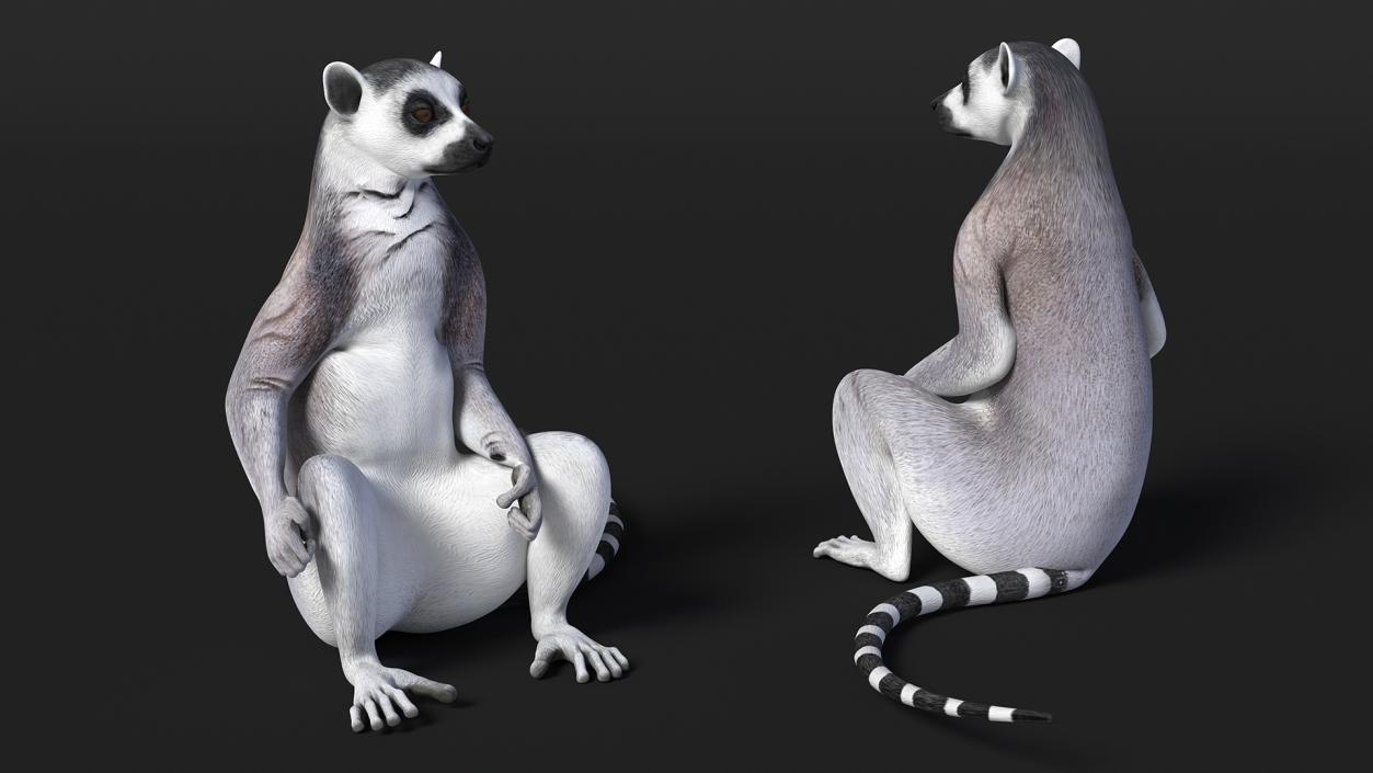 3D Lemur Catta Sitting Straight model