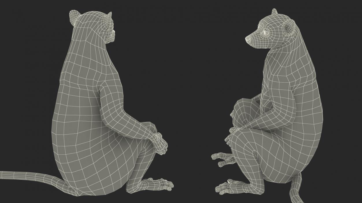 3D Lemur Catta Sitting Straight model