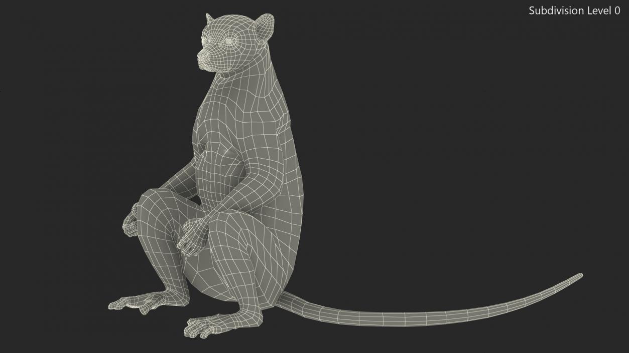 3D Lemur Catta Sitting Straight model