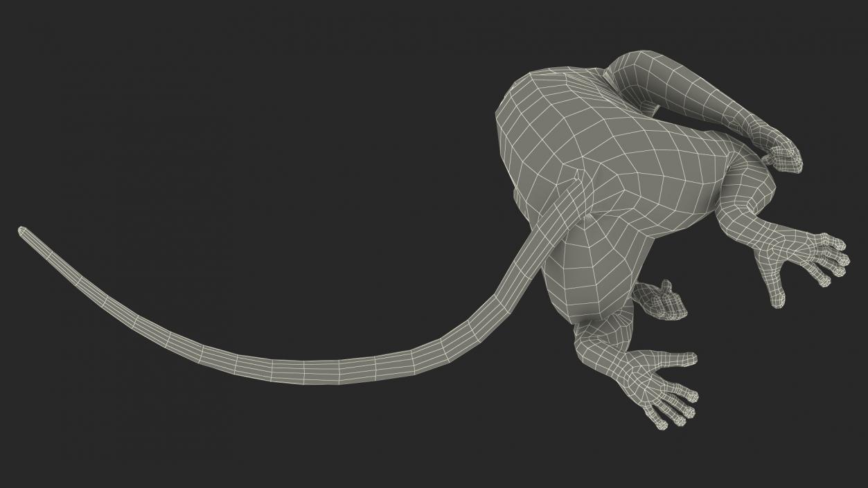 3D Lemur Catta Sitting Straight model