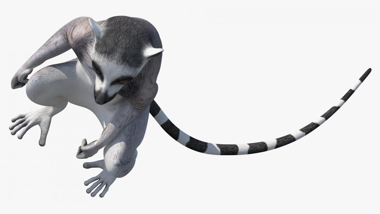 3D Lemur Catta Sitting Straight model