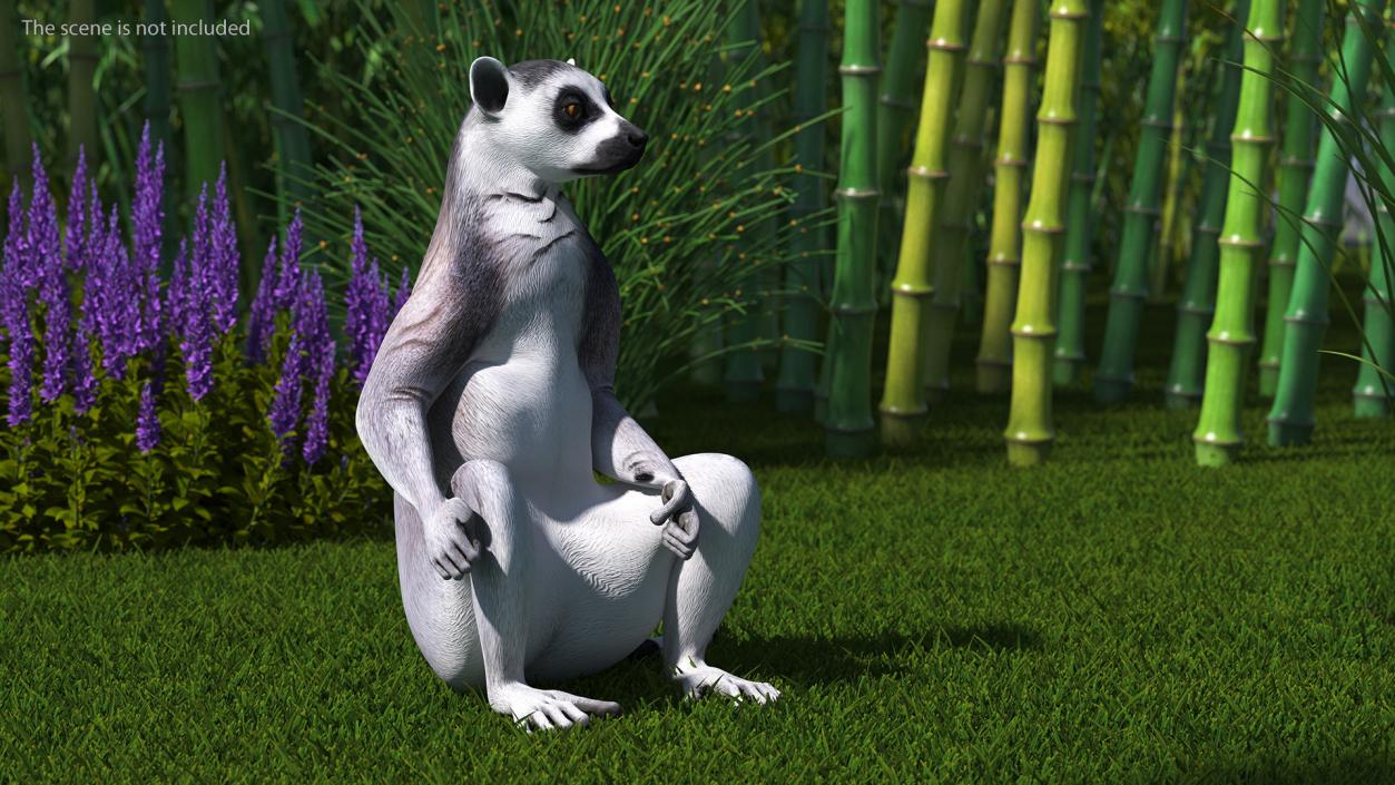 3D Lemur Catta Sitting Straight model