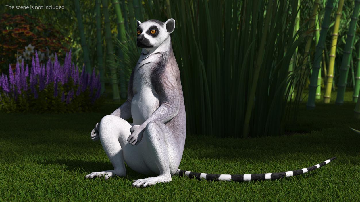 3D Lemur Catta Sitting Straight model