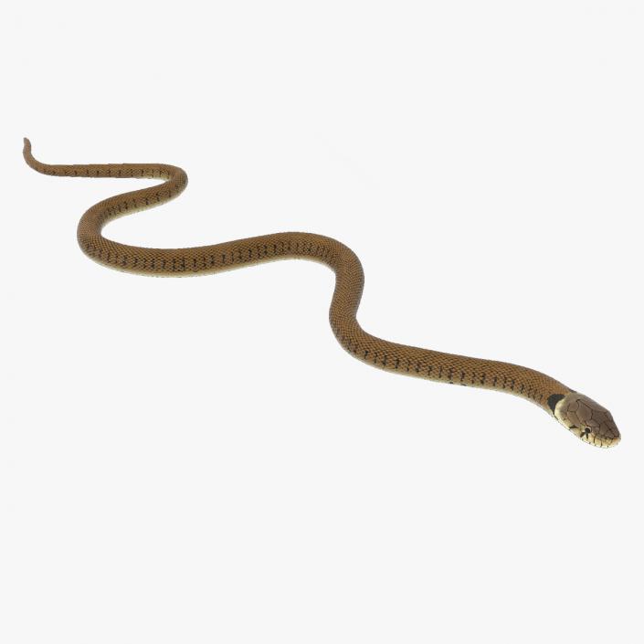 3D Grass Snake Brown Rigged for Cinema 4D model