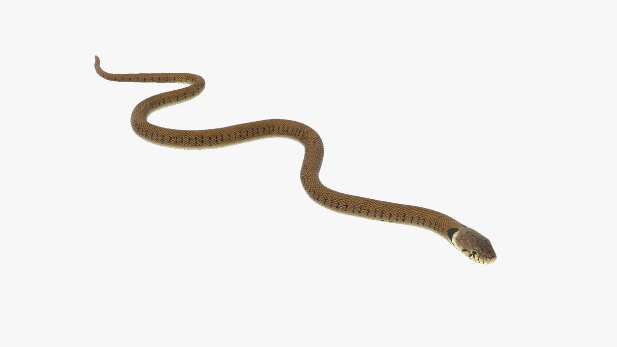 3D Grass Snake Brown Rigged for Cinema 4D model